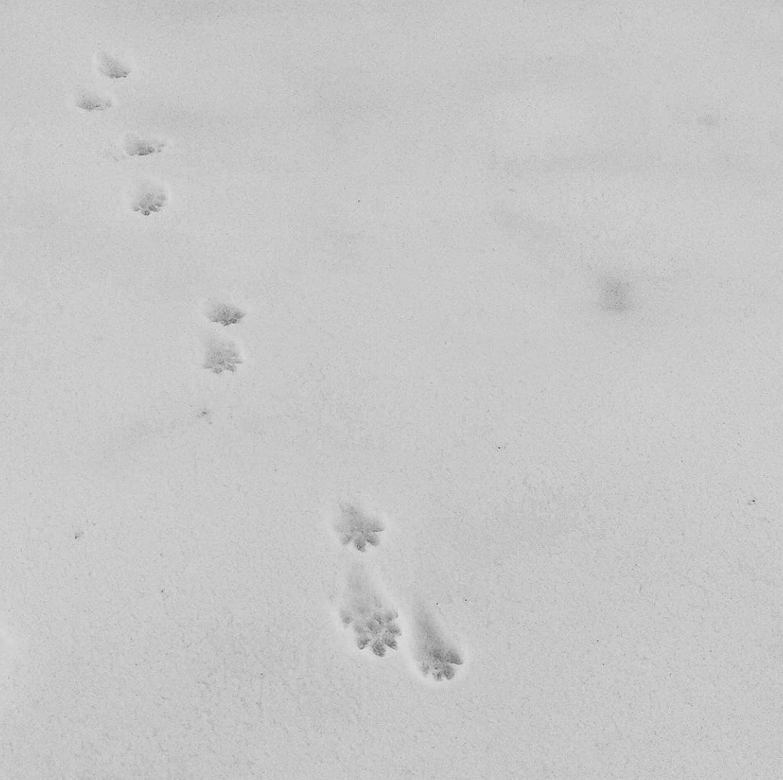 tracks